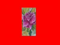 /album/fotogaleria-nepredajne/ruza-z-chalupy-jpg/